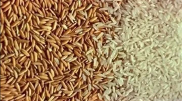 سعر الأرز الشعير يتغير في السوق الثلاثاء 17 مارس 2026